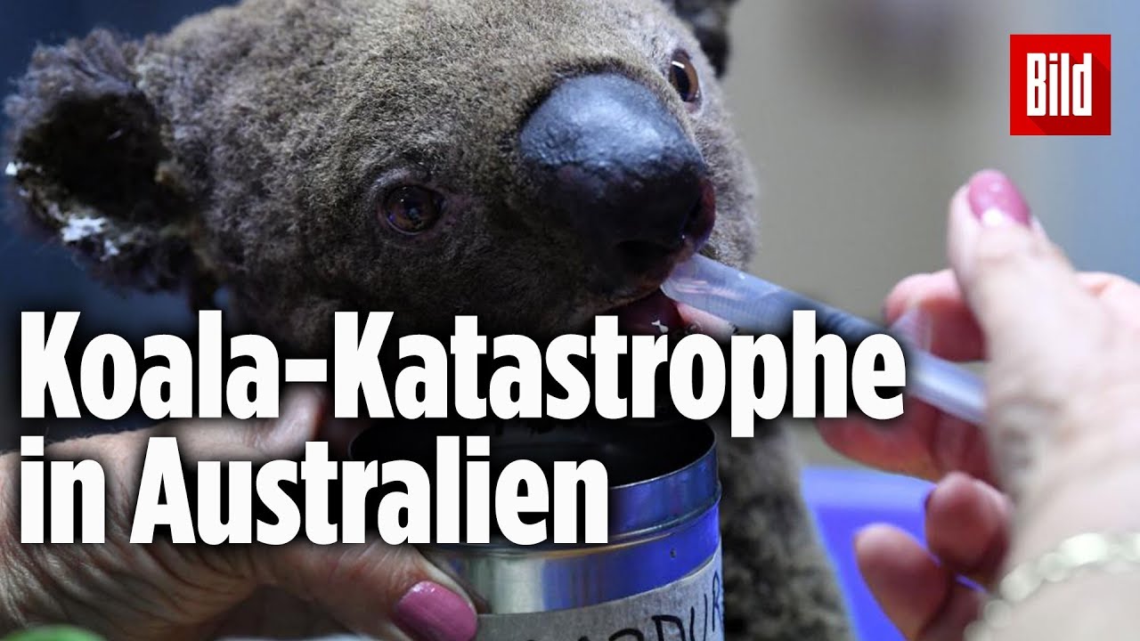 Verheerende Buschfeuer: Hälfte der Koalas in Naturreservat verbrannt