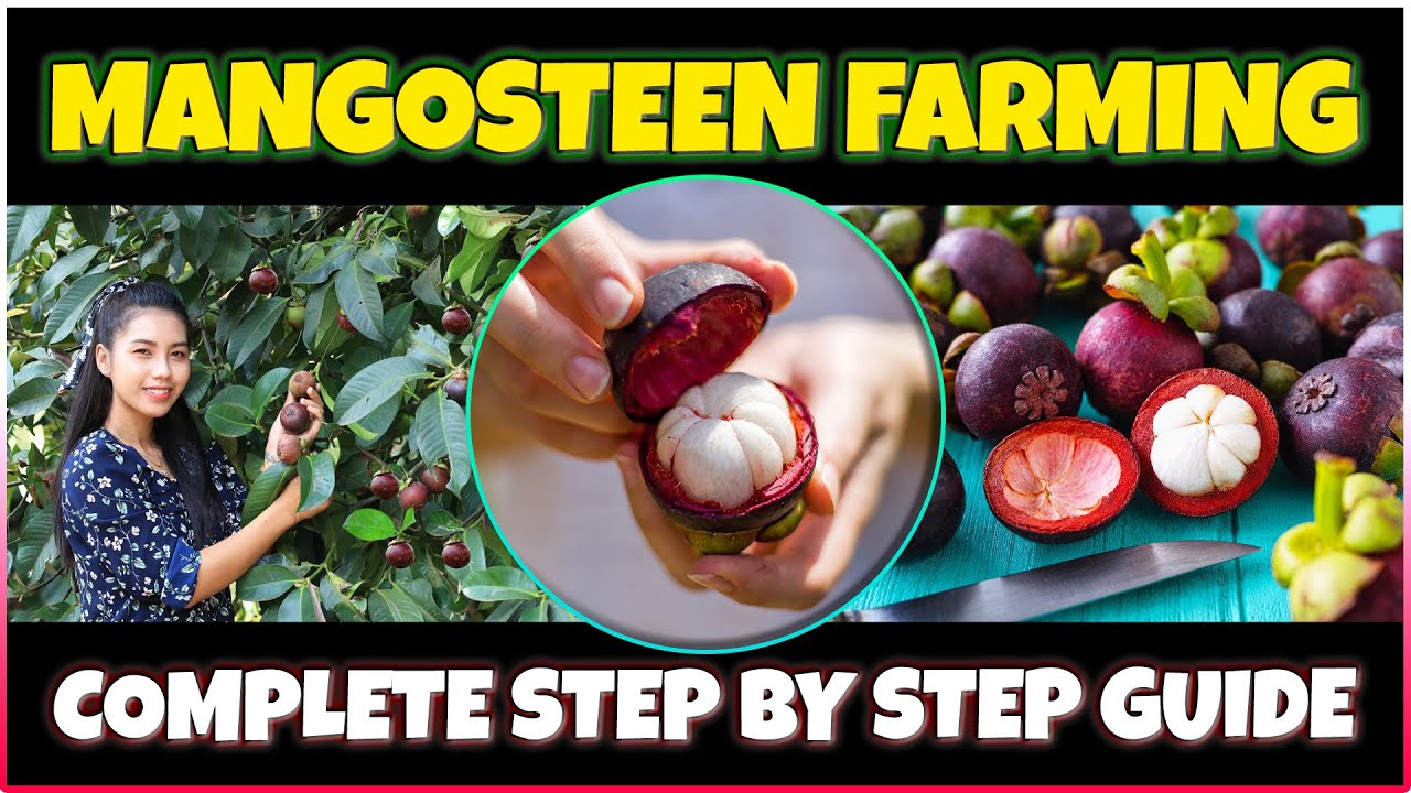 Mangosteen Farming | Growing Mangosteen from Seed at Home | Complete Mangosteen Cultivation Guide