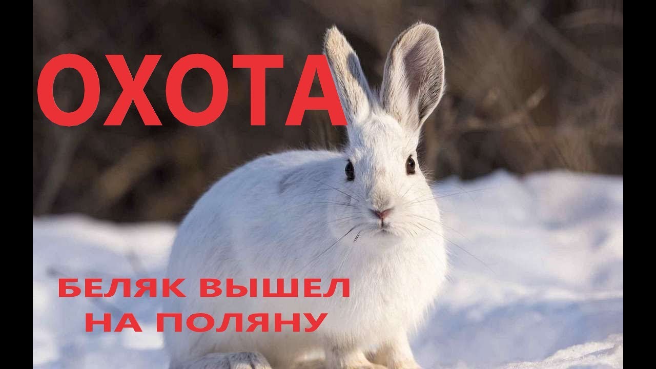 ОХОТА НА ЗАЙЦА НА ПОЛЯНЕ