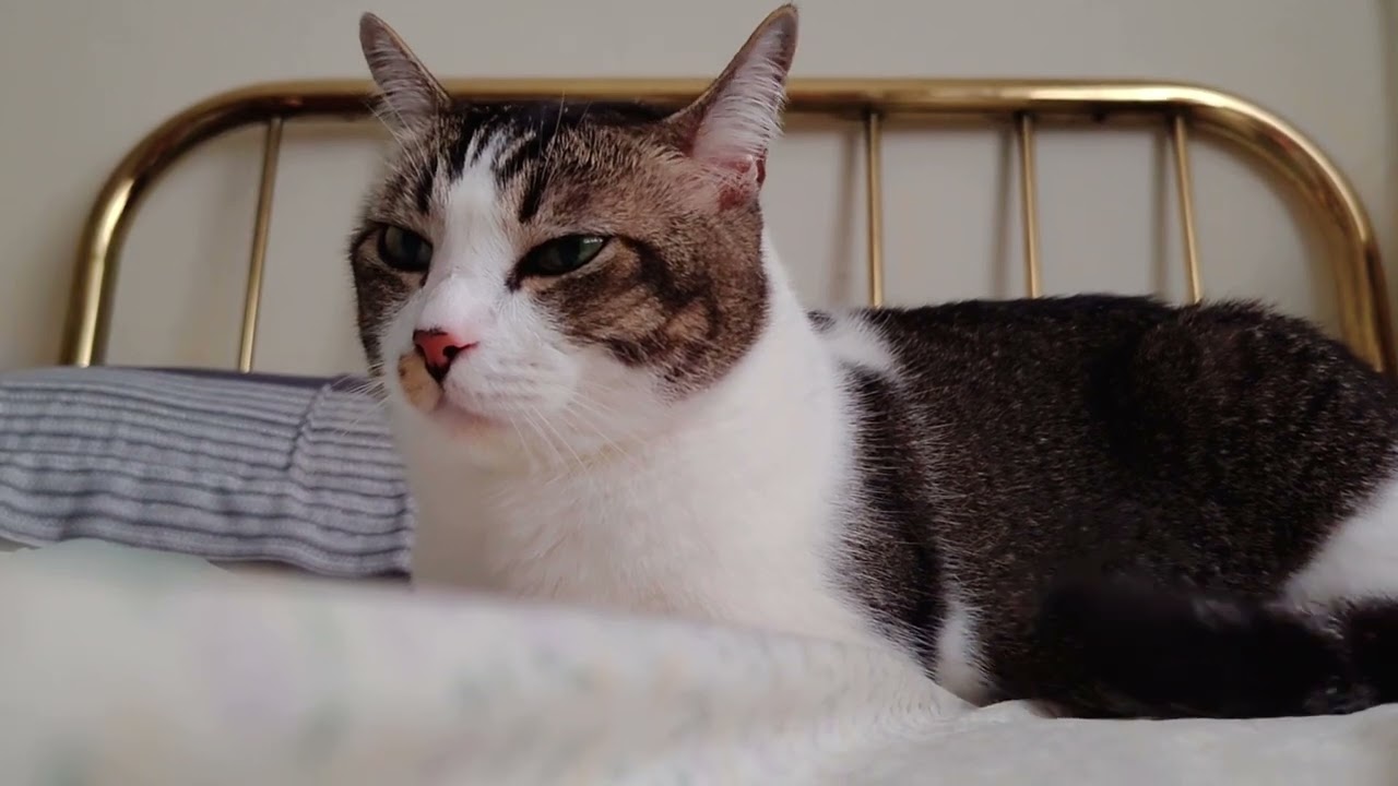 What is cookie looking at