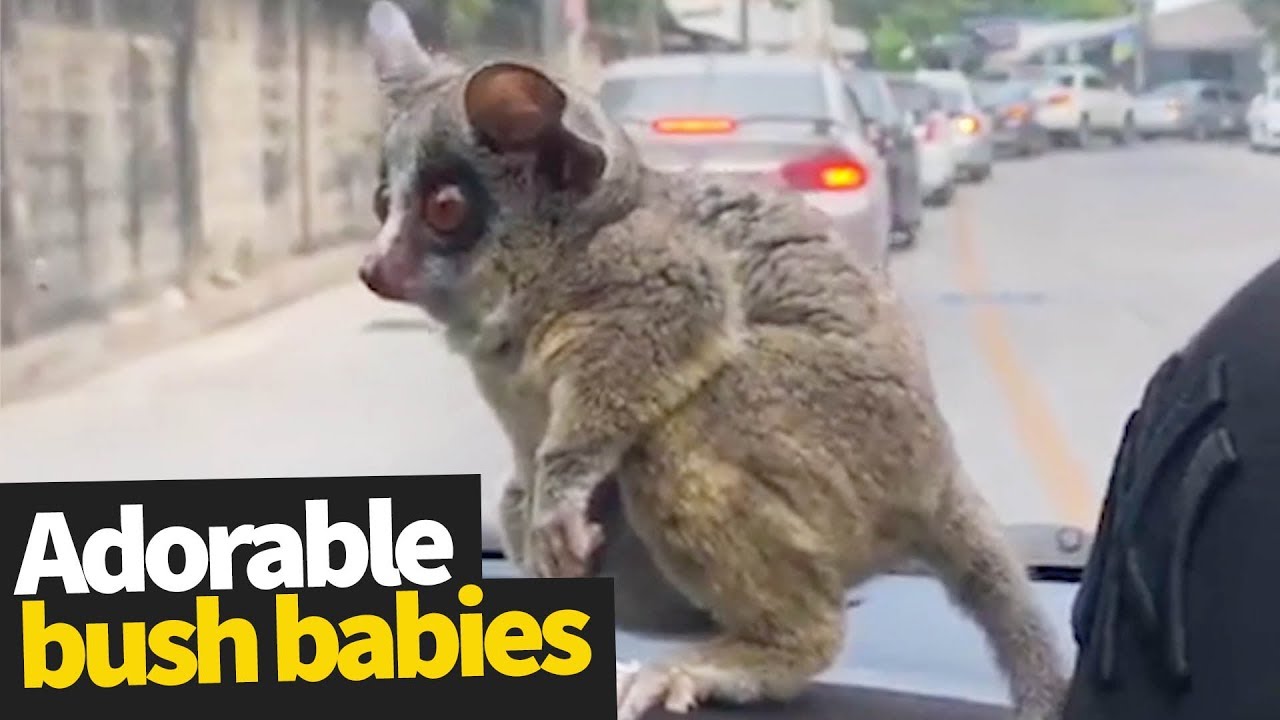 Bush Babies as Pets | Adorable Bush Babies Compilation ❤