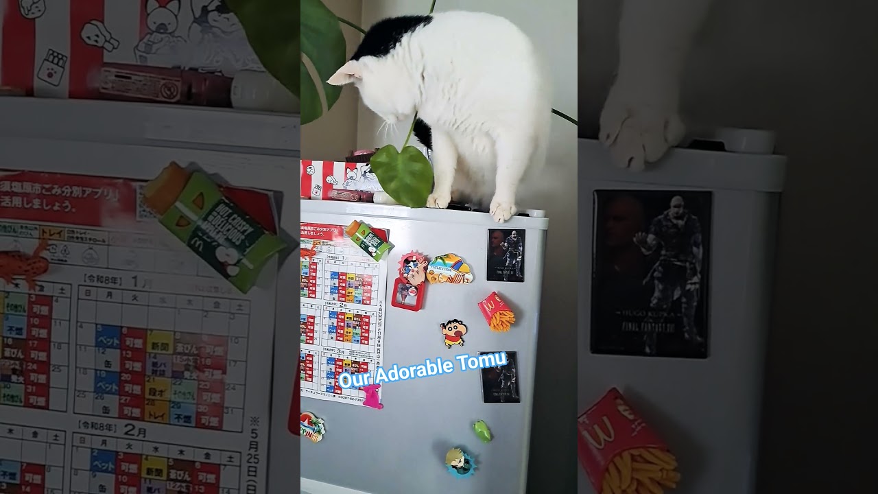 #asmr #tomukun #adorable #cat  20260319