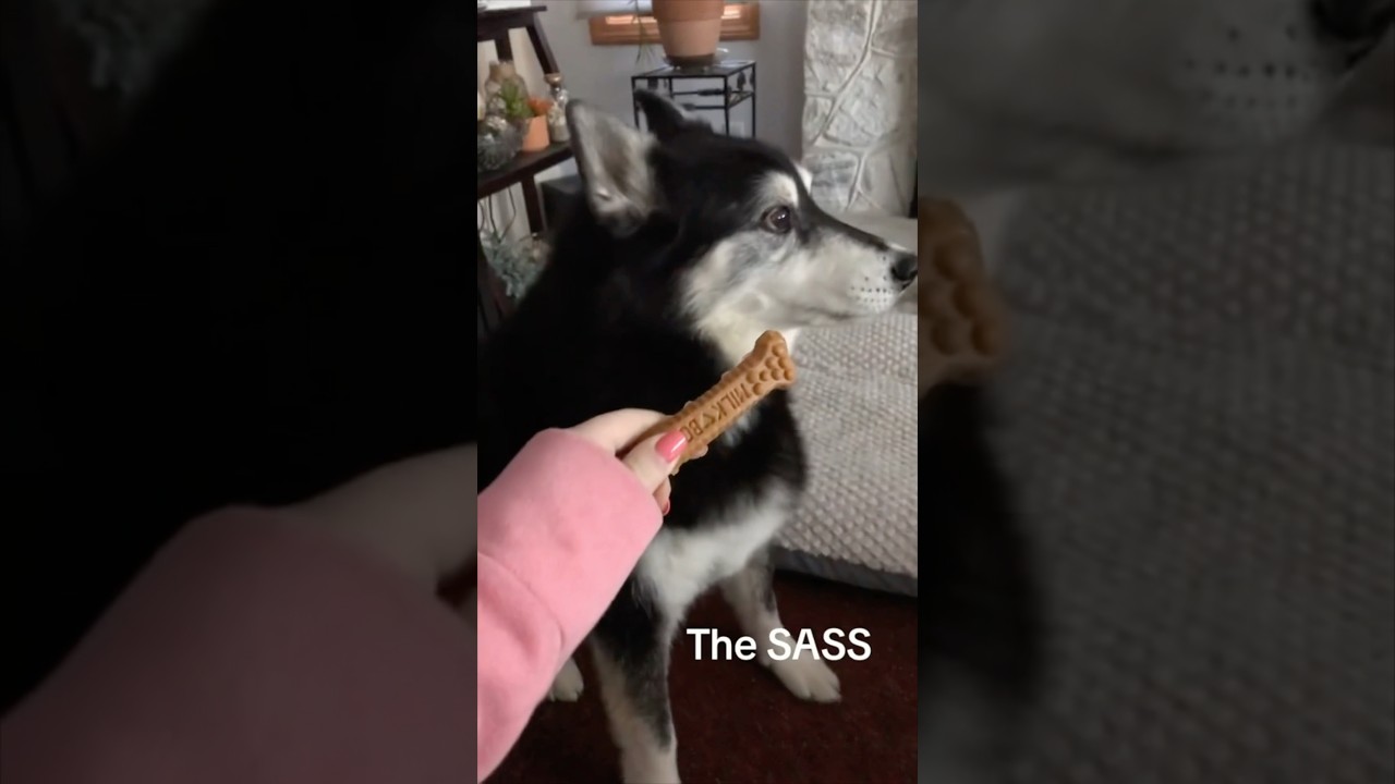 Her dog rejected her on Valentine’s Day 😂