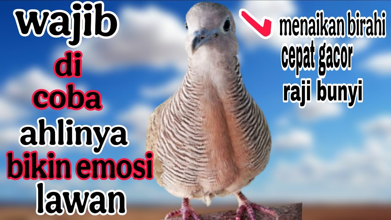Perkutut lokal gacor wajib di coba ahlinya bikin lawan emosi .agar cepat gacor .rajin bunyi 