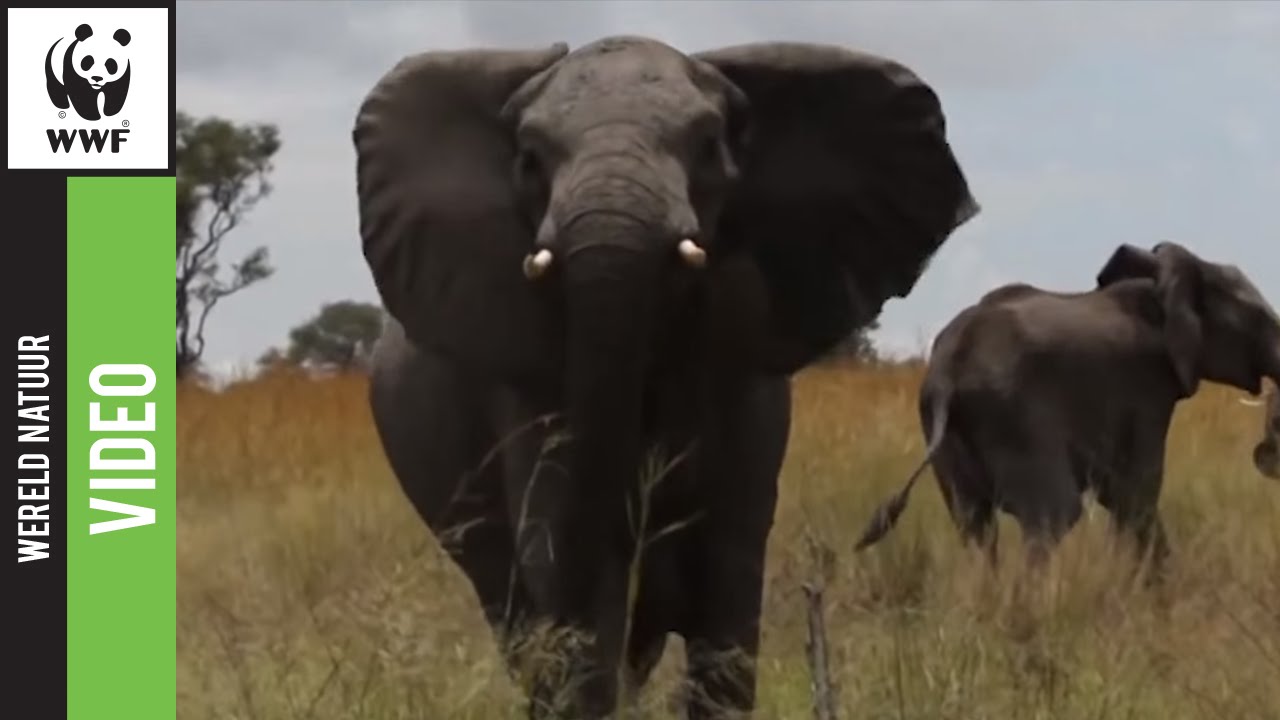 Hoe herken je een Afrikaanse olifant?