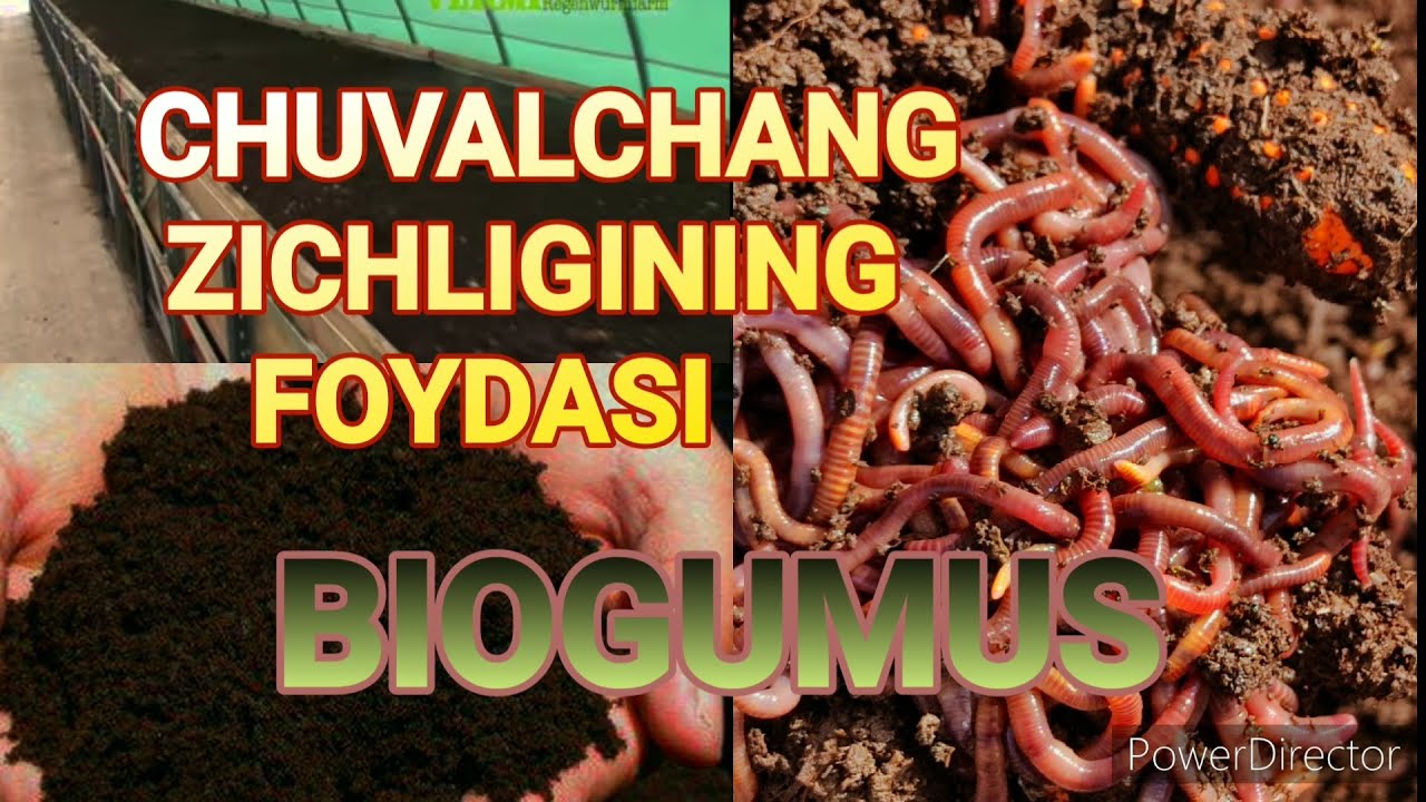 CHUVALCHANG ZICHLIGINI FOYDASI/SIFATLI BIOGUMUS/KALIFORNIYA CHUVALCHANGI/BIZNES
