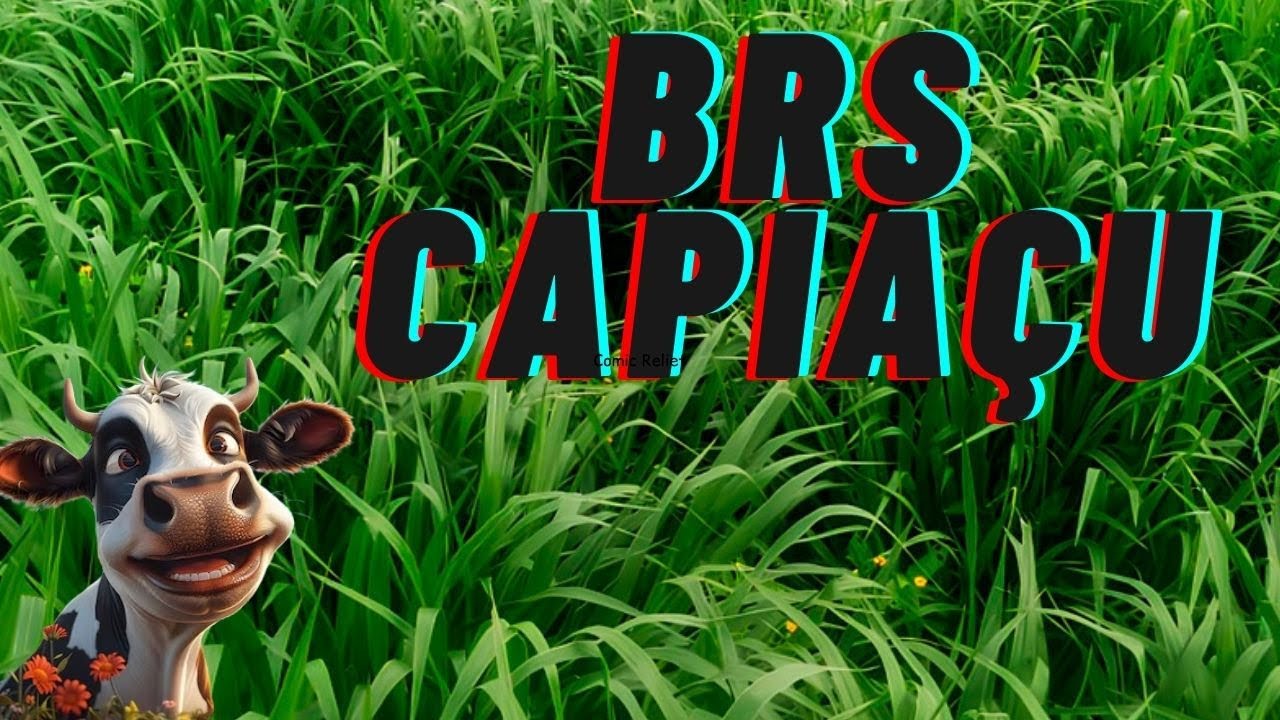 brs capiasu el pasto de corte mas productivo del mundo