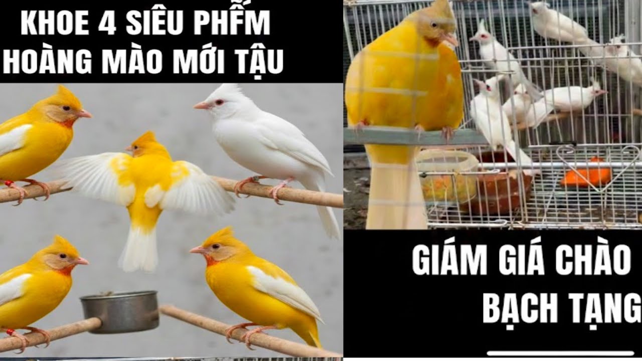 KHỦNG KHIẾP! Cận cảnh 4 SIÊU PHẨM Hoàng Mào mới về - Xả hàng Chào Mào Bạch Tạng cực sốc!