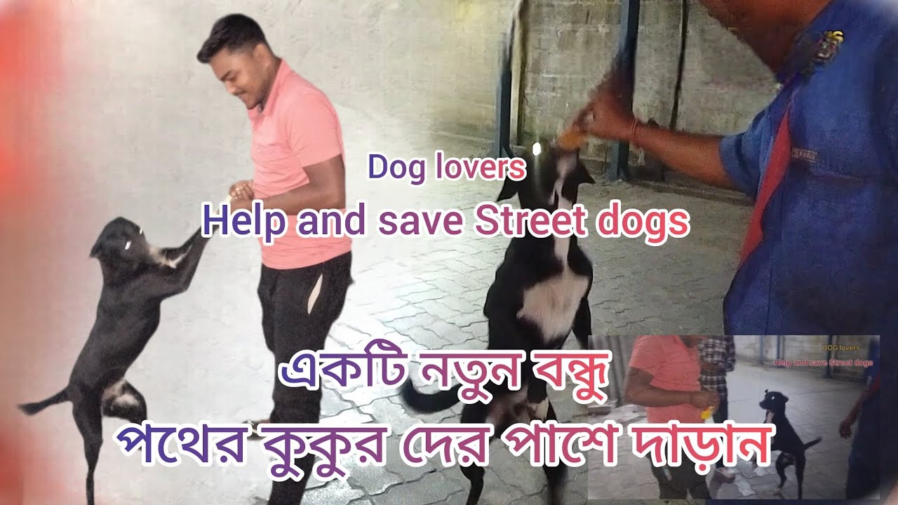 এক প্যাকেট বিস্কিট পেয়ে কত খুশী পথের কুকুর দের পাশে দাড়ান #dogs #anmals #pets #puppies #straydog 