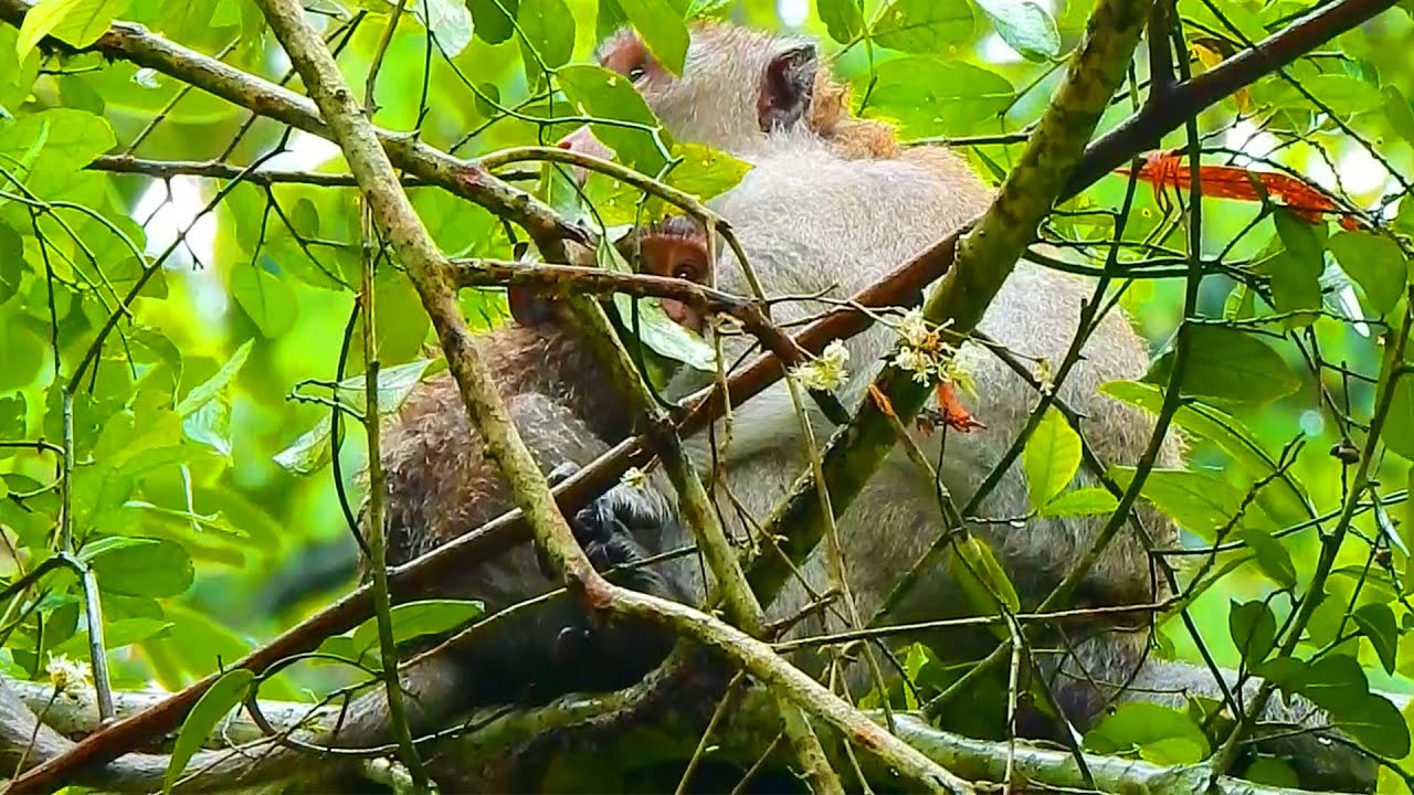 Well Done! Jane Monkey Family Is The Best And Special Family Monkey No Any Families The Same Jane Fa