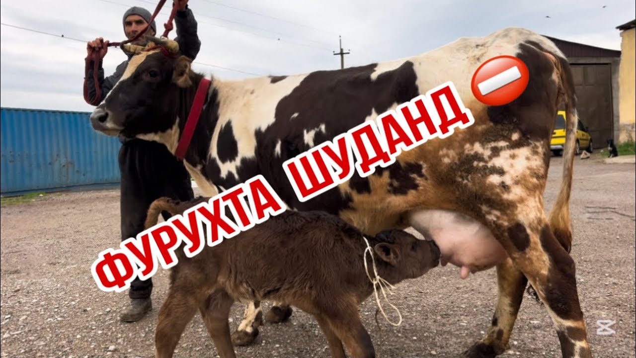 3-САР ОЧА БАЧА АЗ АКАИ БЕК-НАЗАР 5 марта 2026 г.