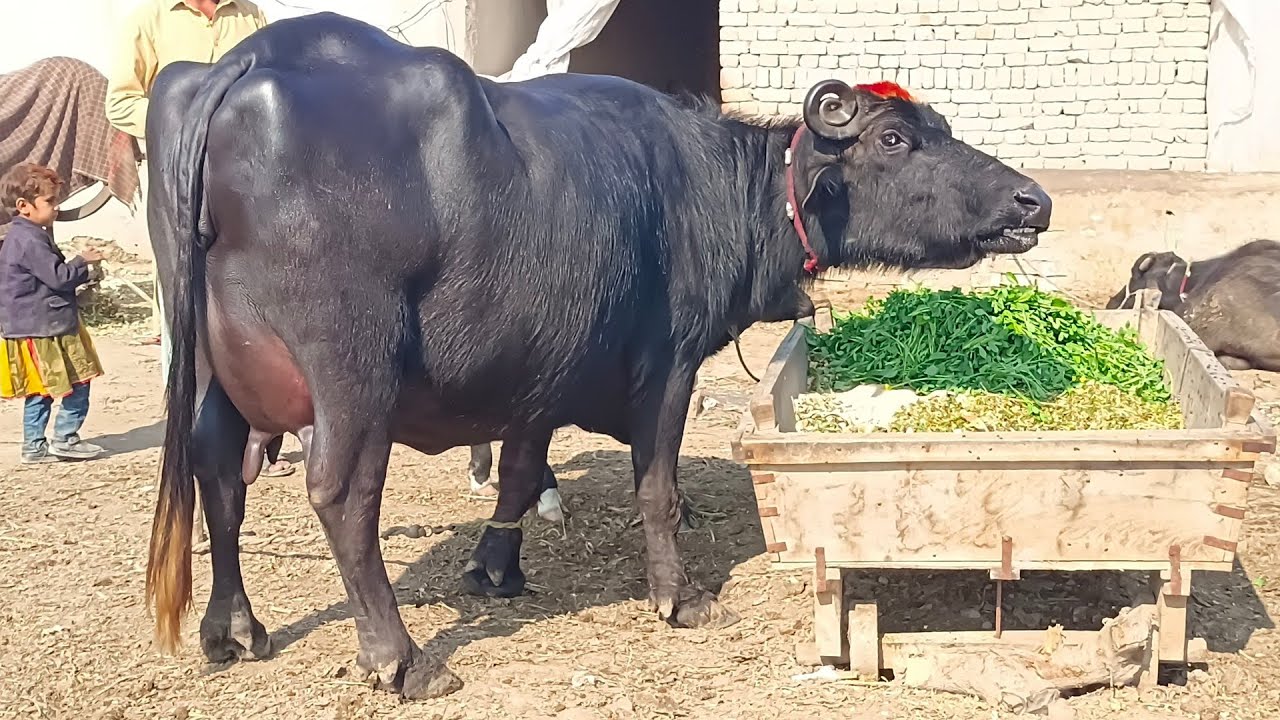 پیور نیلی کی دوجن بھینس برائے فروخت 25 دسمبر| top neeli high milking buffalo for sale in Punjab 