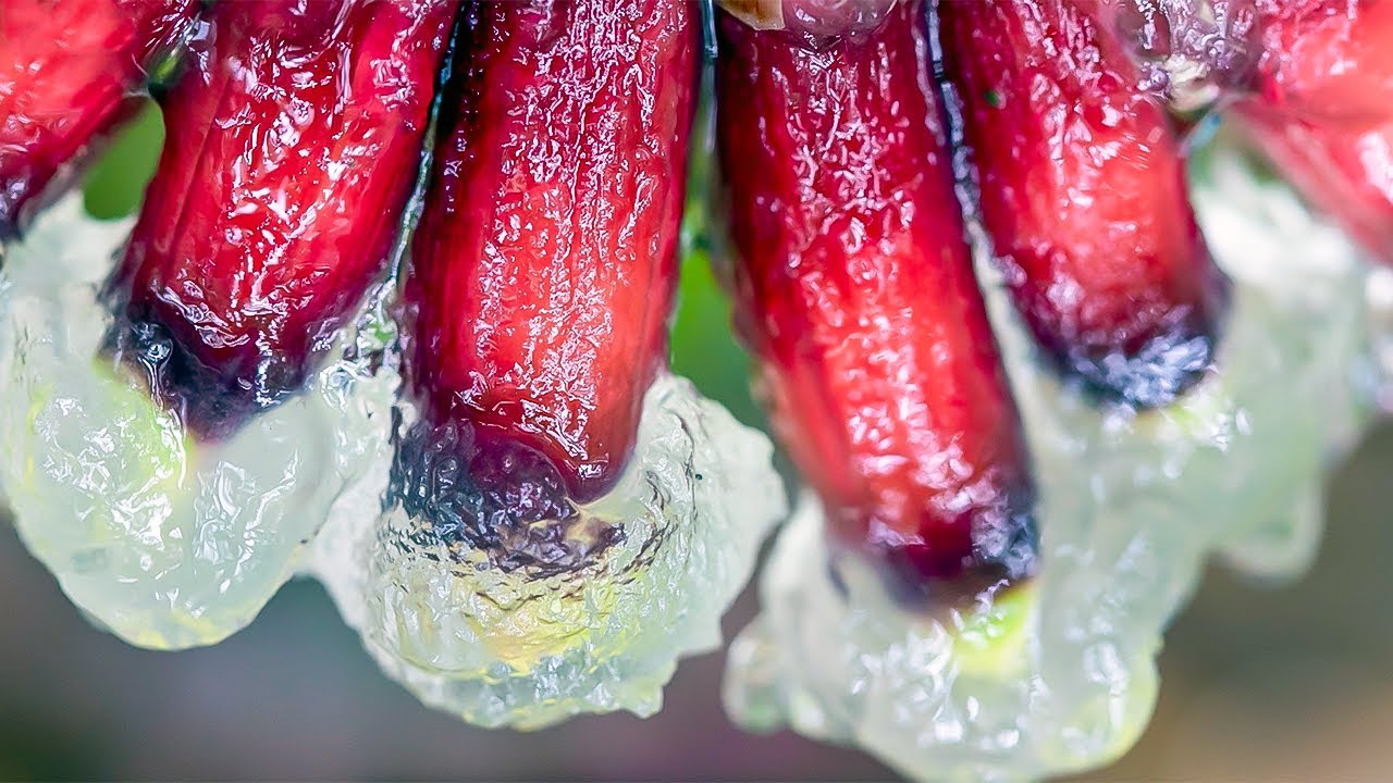 Full Series | Slime, Plastic-Eating Worms & Other Ways To Fix The World | Planet Fix | BBC Earth Lab
