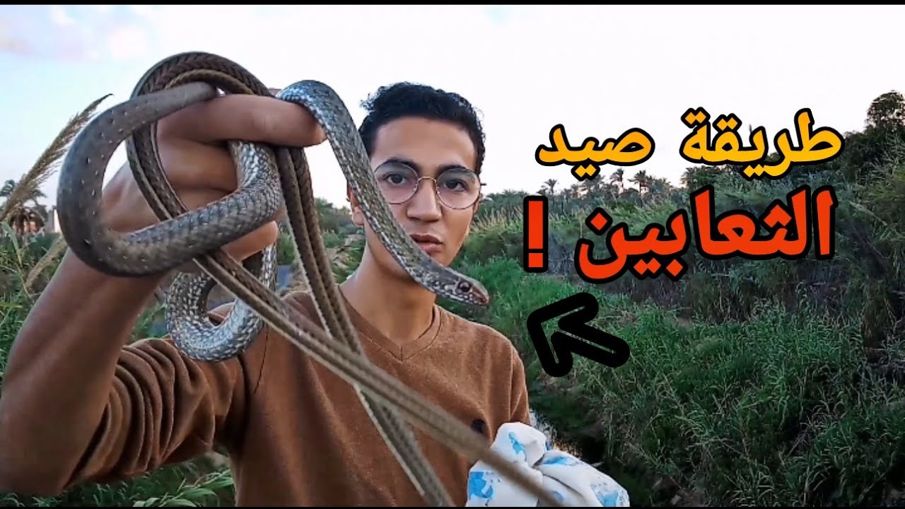 تعلم كيفية صيد الثعابين