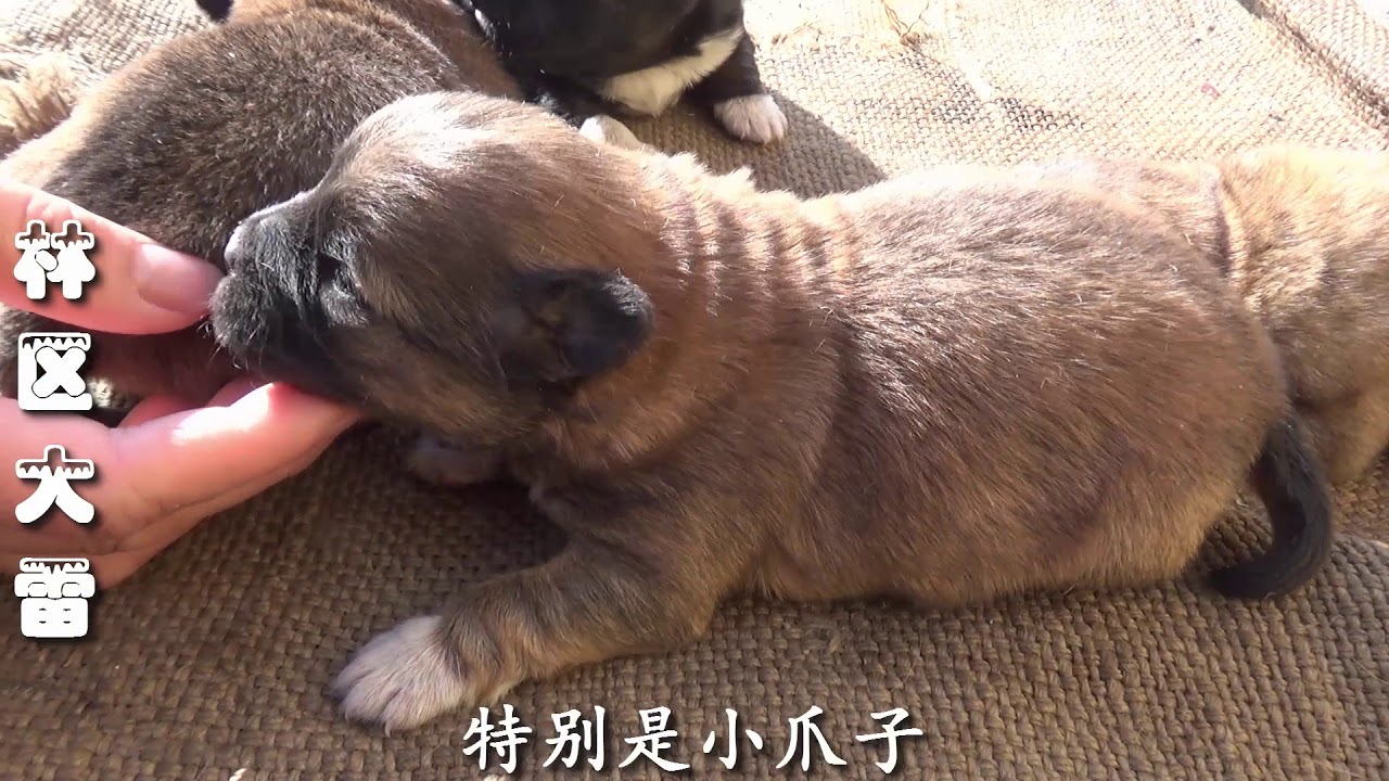 村民家小狗下了一窝小狗崽，眼睛还没睁开，看看先预定一只
