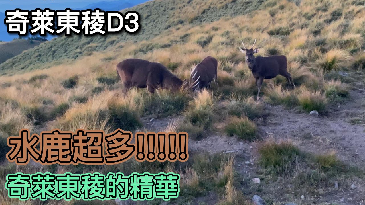 【高山協作日常】奇萊東稜 D3