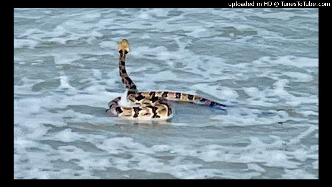 Snake of the beach ( sped up)