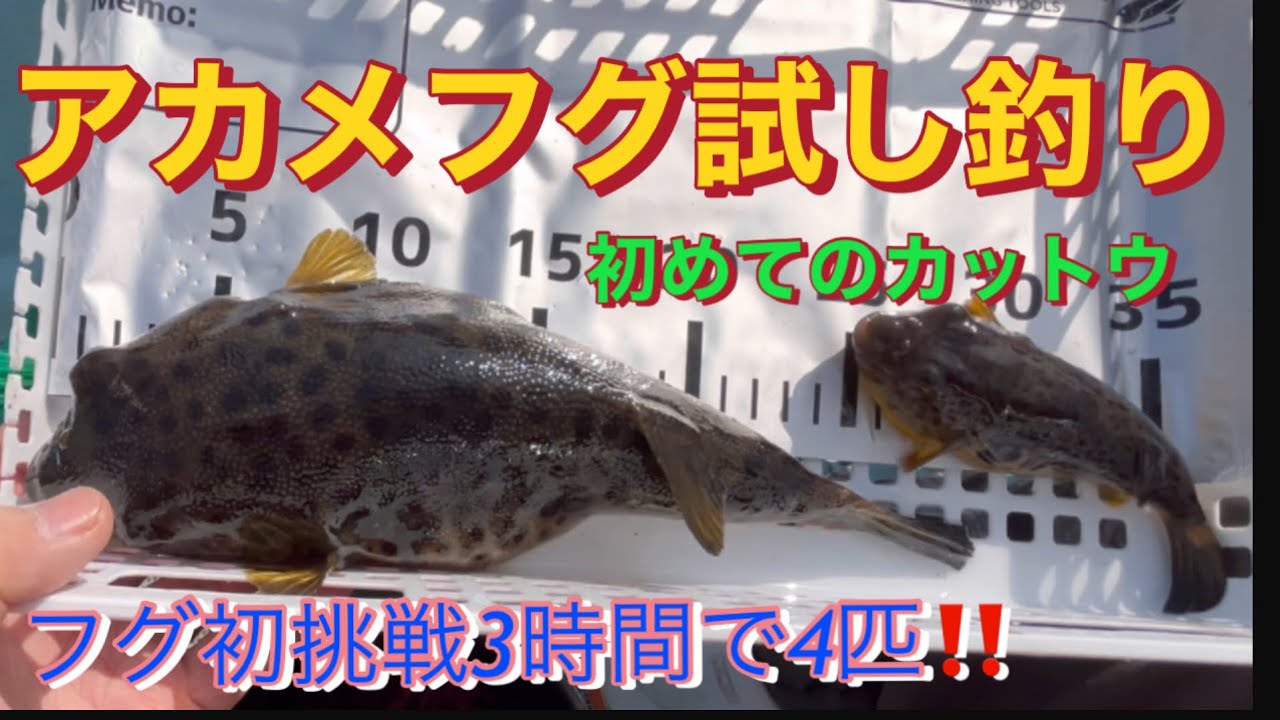 【カットウアカメフグ】初めてのアカメフグ試し釣りEP.105#fishing#船釣り #フグ釣り#カットウ釣り#アカメフグ#ヒガンフグ