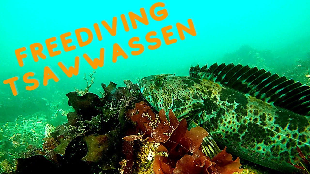 Freediving The Tsawwassen Breakwater | BC Spearfishing & Freediving