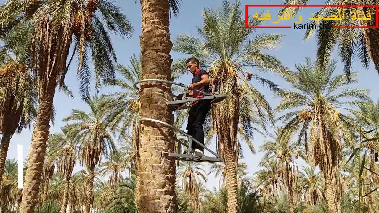 ابتكار رائع/أدات لتسهيل تسلق النخيل