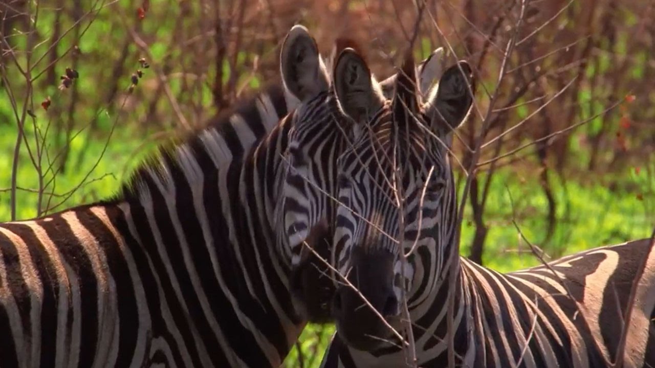 Untamed Africa | David Whitehill in Cape Town