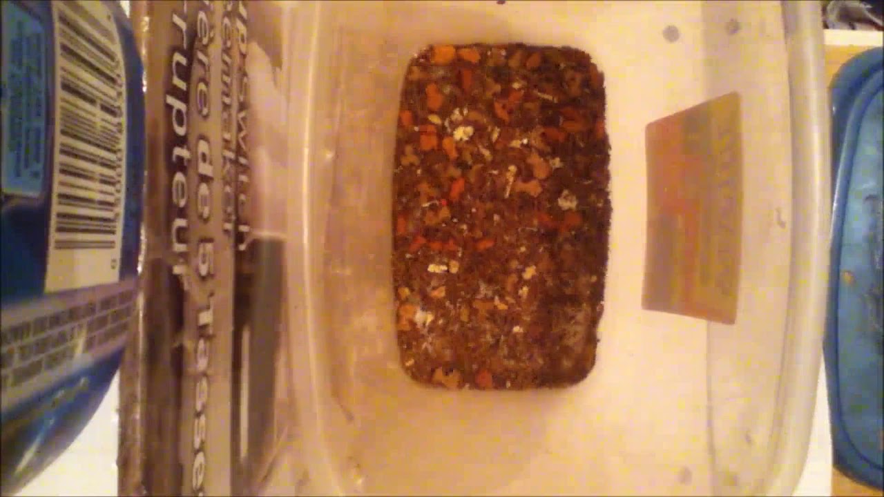 Dermestids Attagenus Unicolor #1348