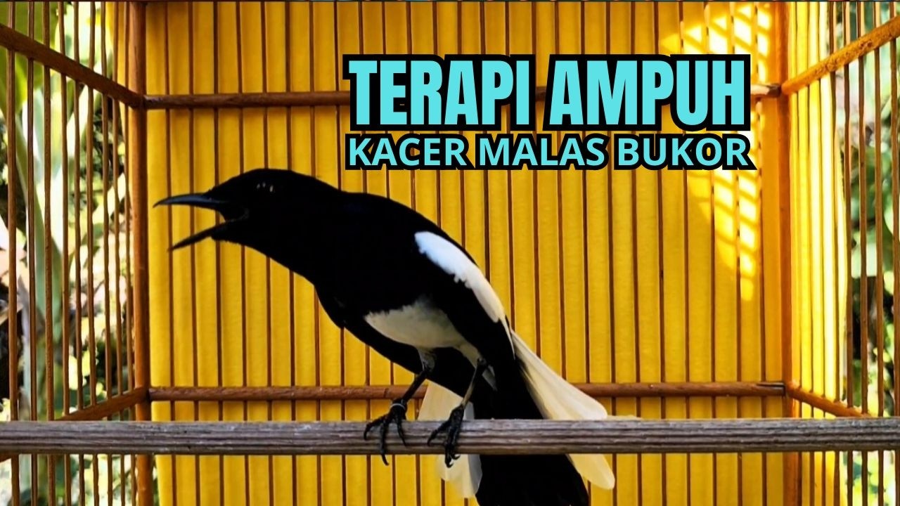 kacer gacor ngeplong konslet ini ampuh untuk pancingan kacer bahan agar cepat gacor emosi