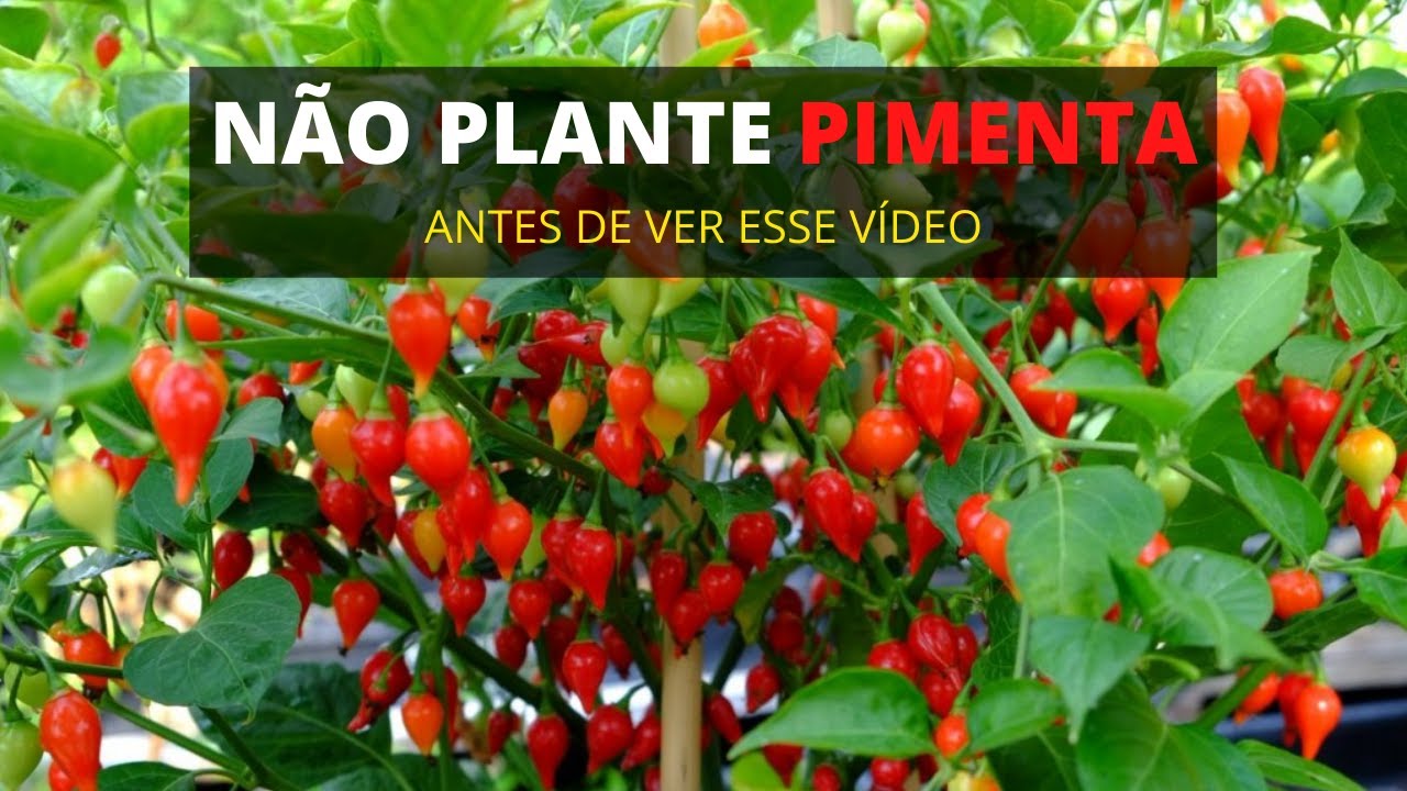 🔴 POR ISSO VOCÊ NÃO CONSEGUIA!😱 VEJA COMO PLANTAR PIMENTA BIQUINHO 🌶 + COMO CUIDAR DE MUDA D PIMENTA