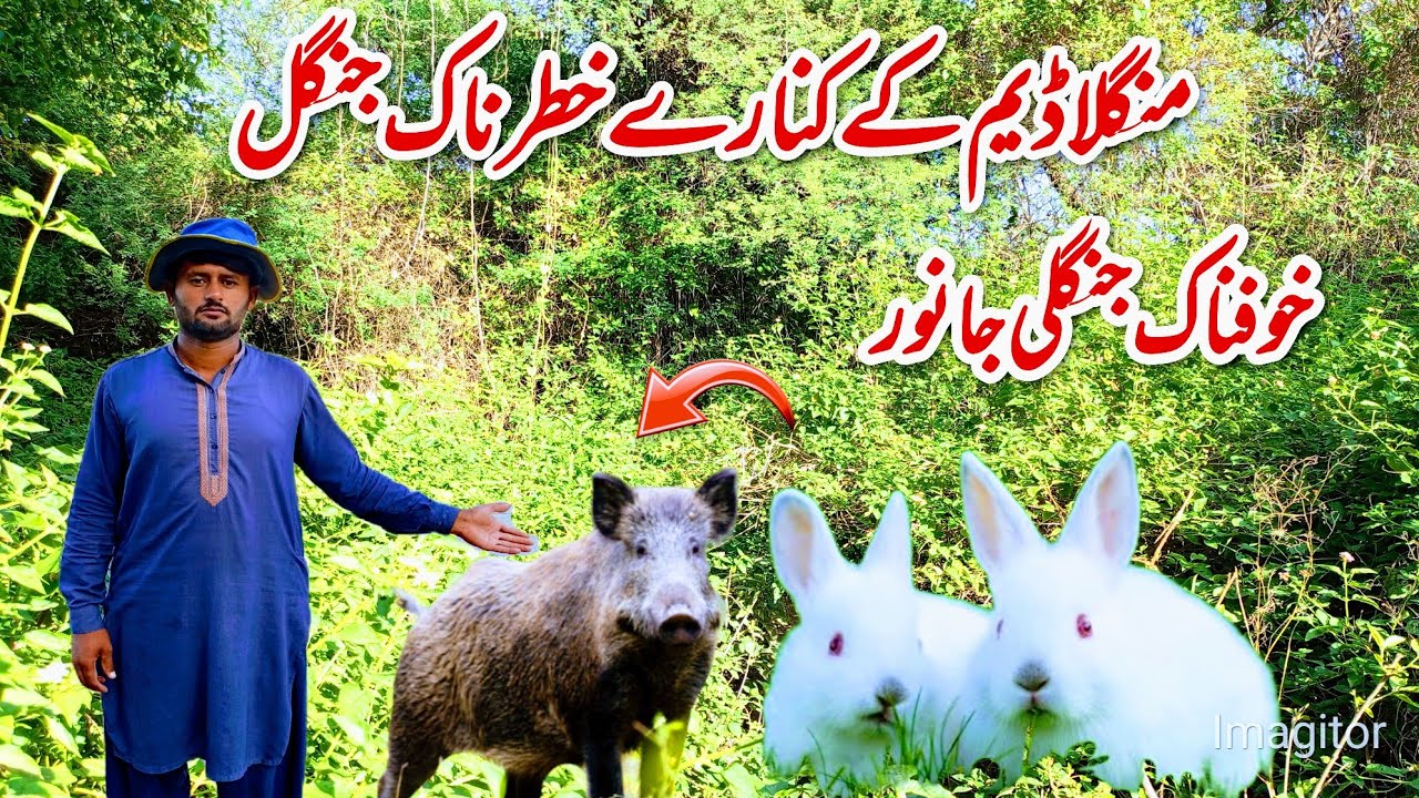 Mangla dam k kinary dangerous forest khofnak jungli  janwer