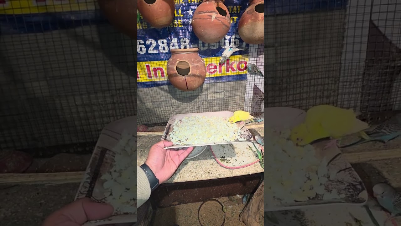 Eggs 🥚 for Bird 🐦 🐦‍⬛ 😋 