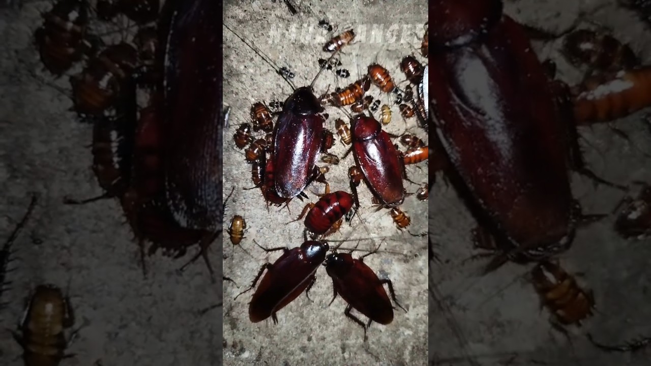Big Cockroach Transformation 🪳#animaljourney #animals #amazingtransformations #nanacancer