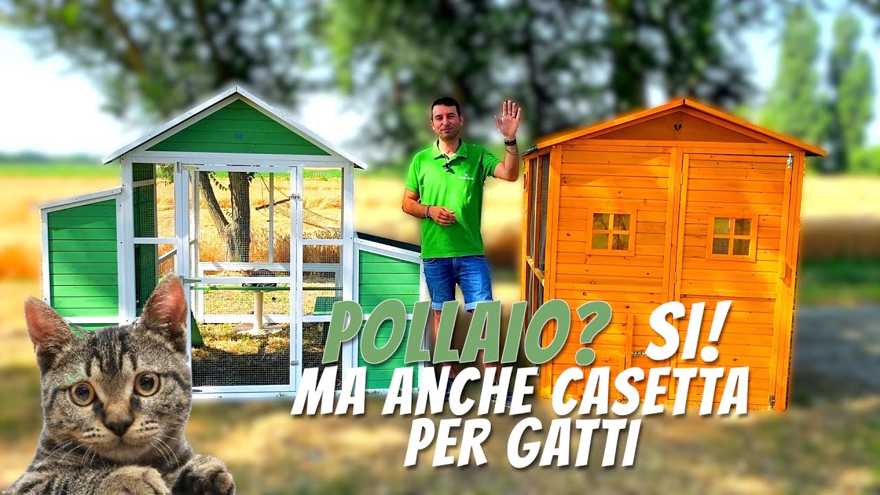 Il pollaio diventa un gattile: Pollaio Brahma e Pollaio Livorno