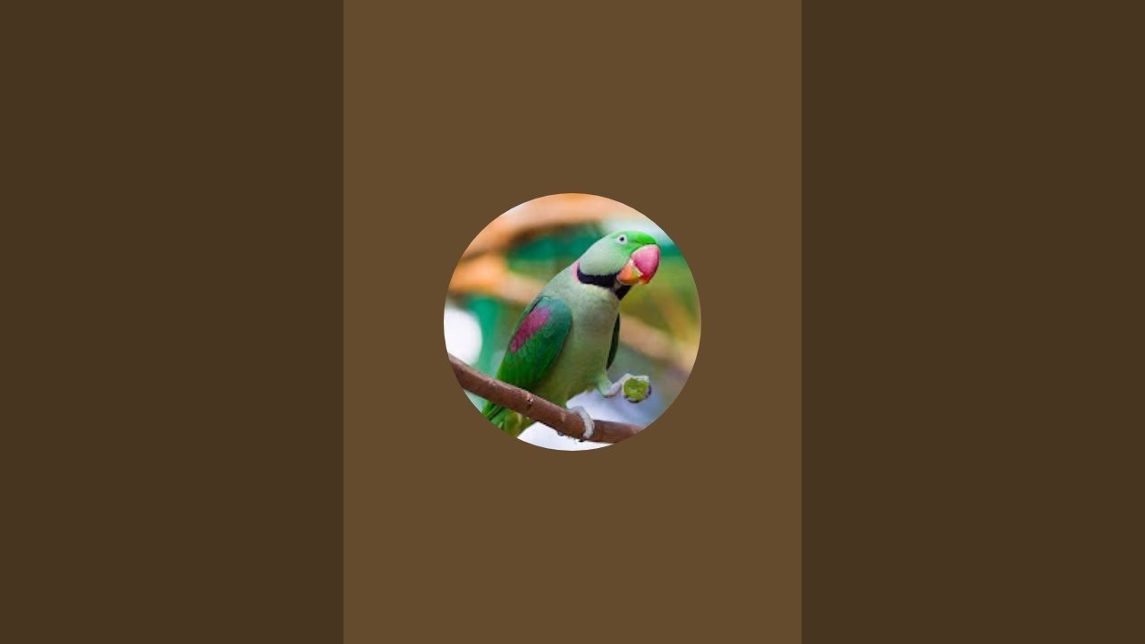 🔴Live Finch Indian Birds Usa Bangladesh Cannad #Live India Australia Indonesia USA #uk Bangladesh