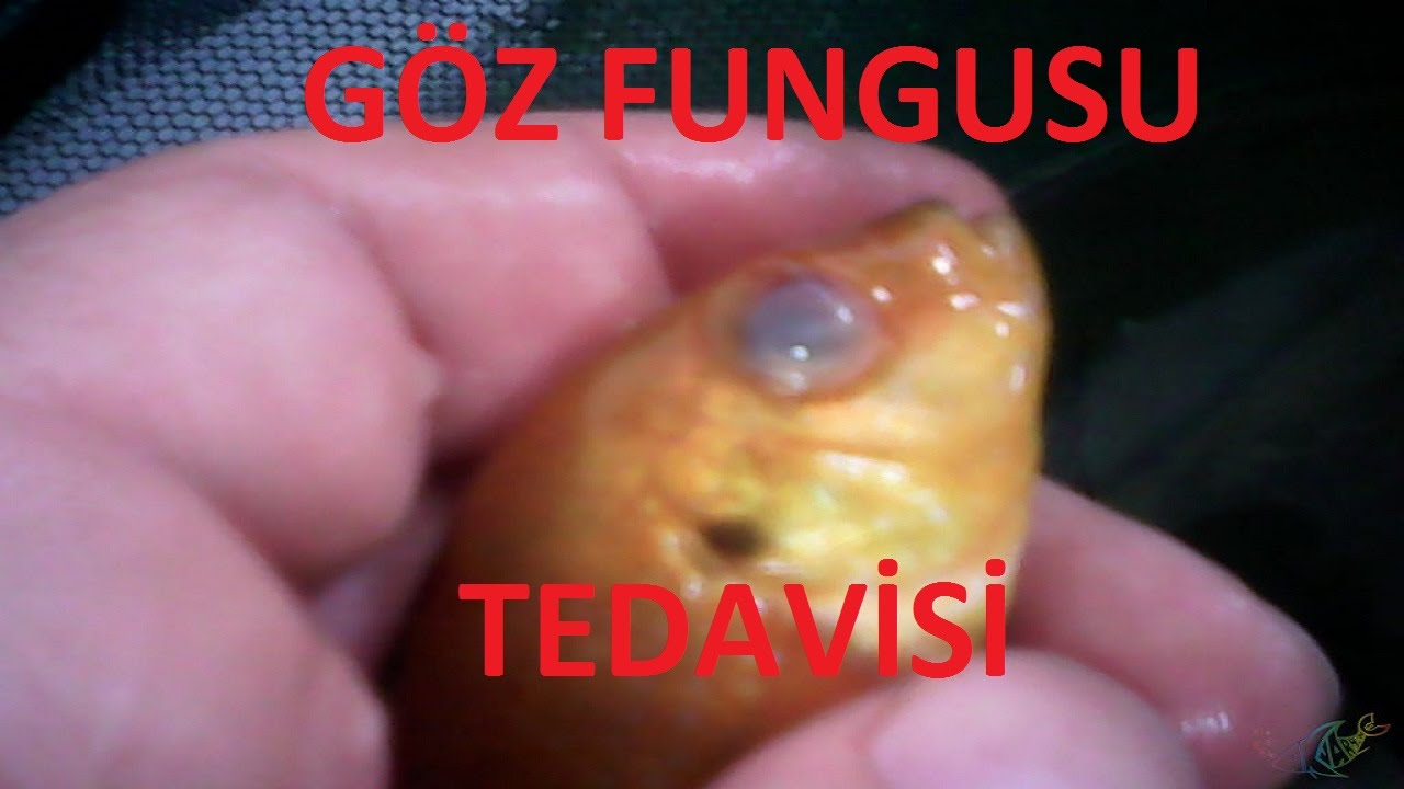 Süs Balıklarında Göz Fungusu Tedavisi Nasıl Yapılır?