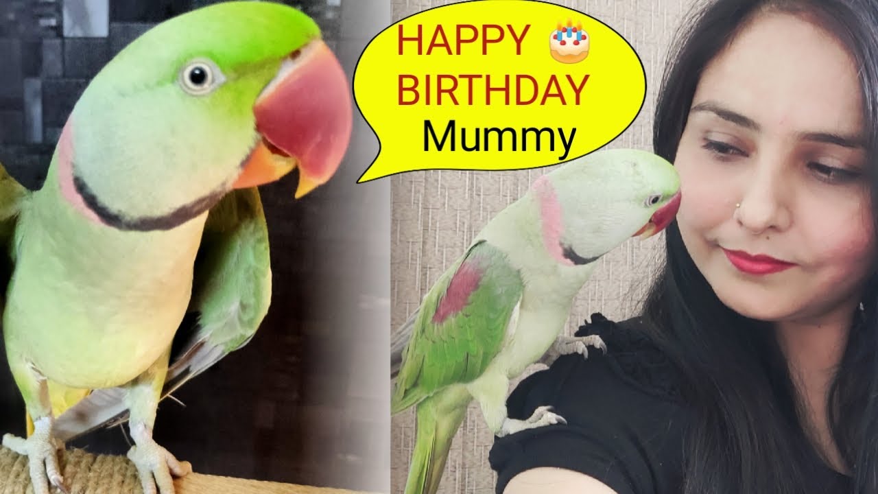 Parrot Pablo Mummy ko BirthDay Wish Dance ke sath kar raha hai