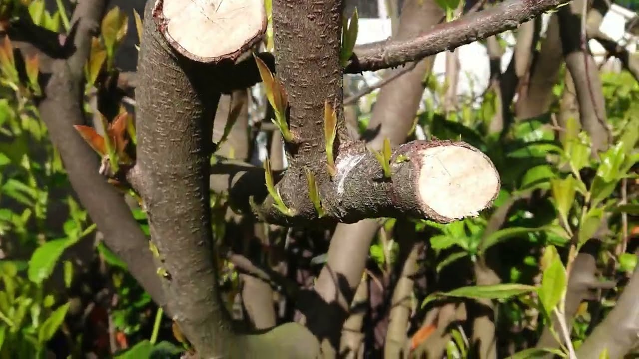 Will My Laurel Recover From Pruning