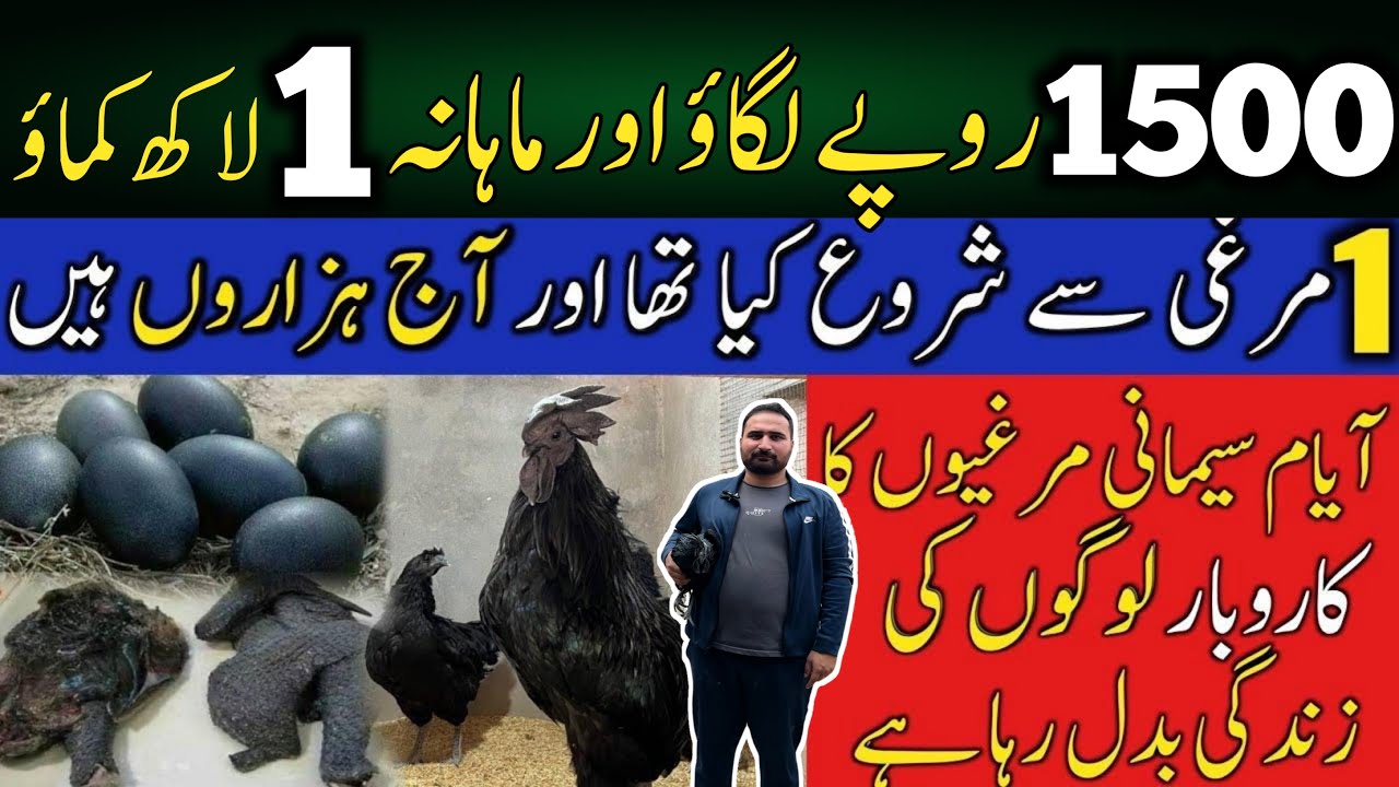 Ayam Cemani Business in Pakistan | Ayam Cemani Eggs | Starting You're Business 1500 RS Only