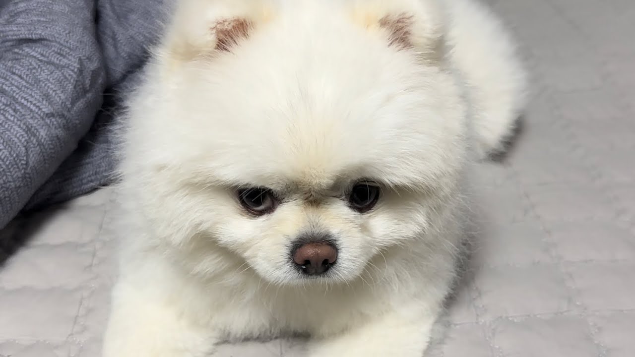 Щенок, который ругается глазами, если с ним не играть
