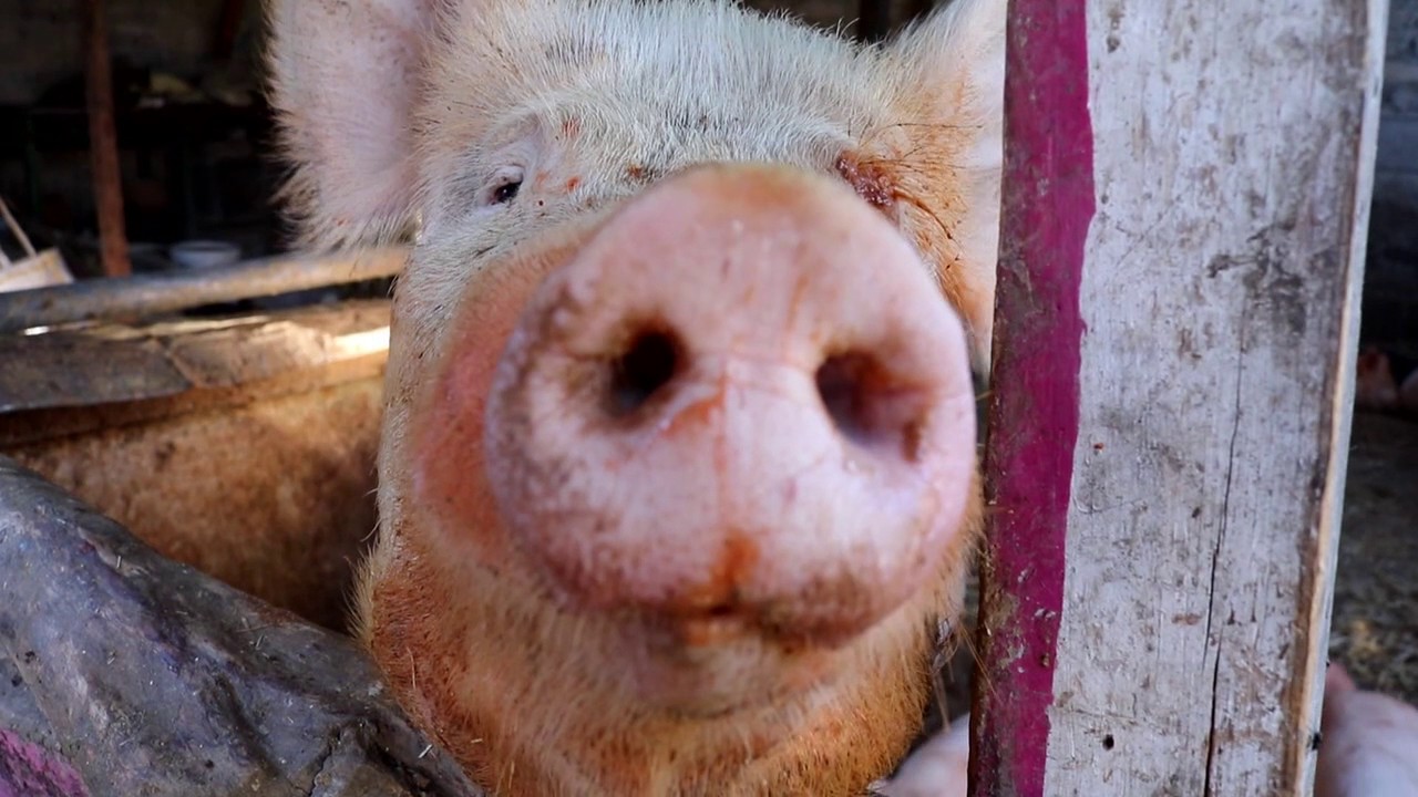 El Otro México: Xochimilco cocina tradicional