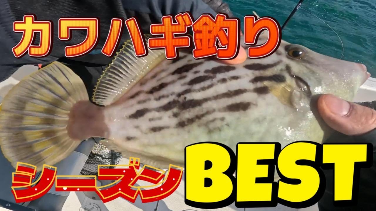 カワハギ釣り　カワハギマンションの訪問に行ってきました！