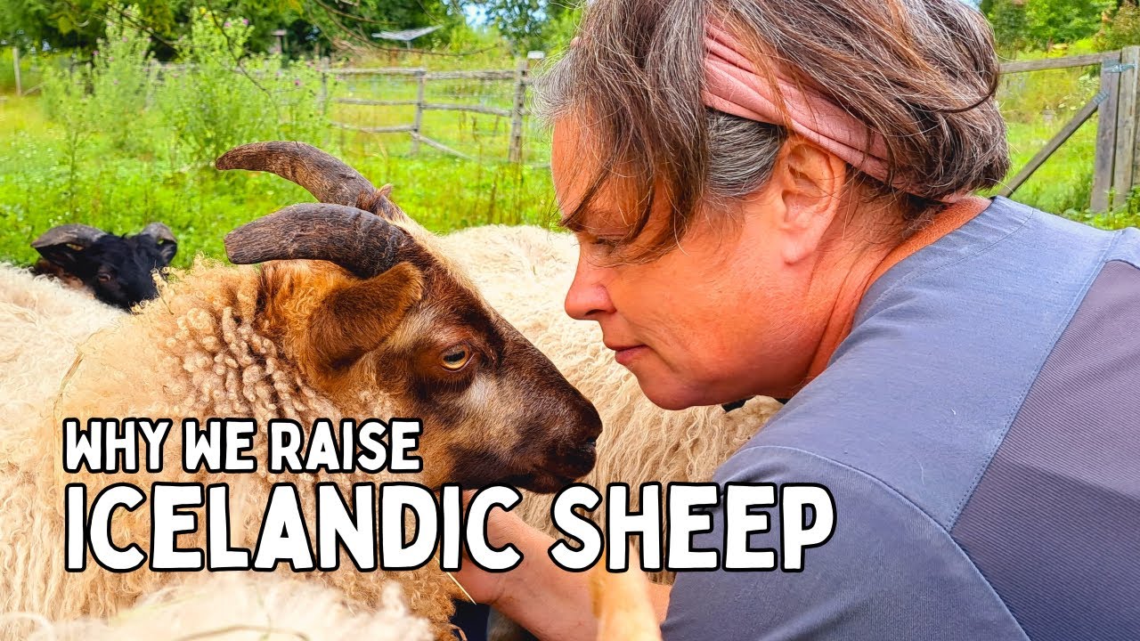 Life RAISING SHEEP: Why We Chose Icelandic Sheep for our Canadian Homestead