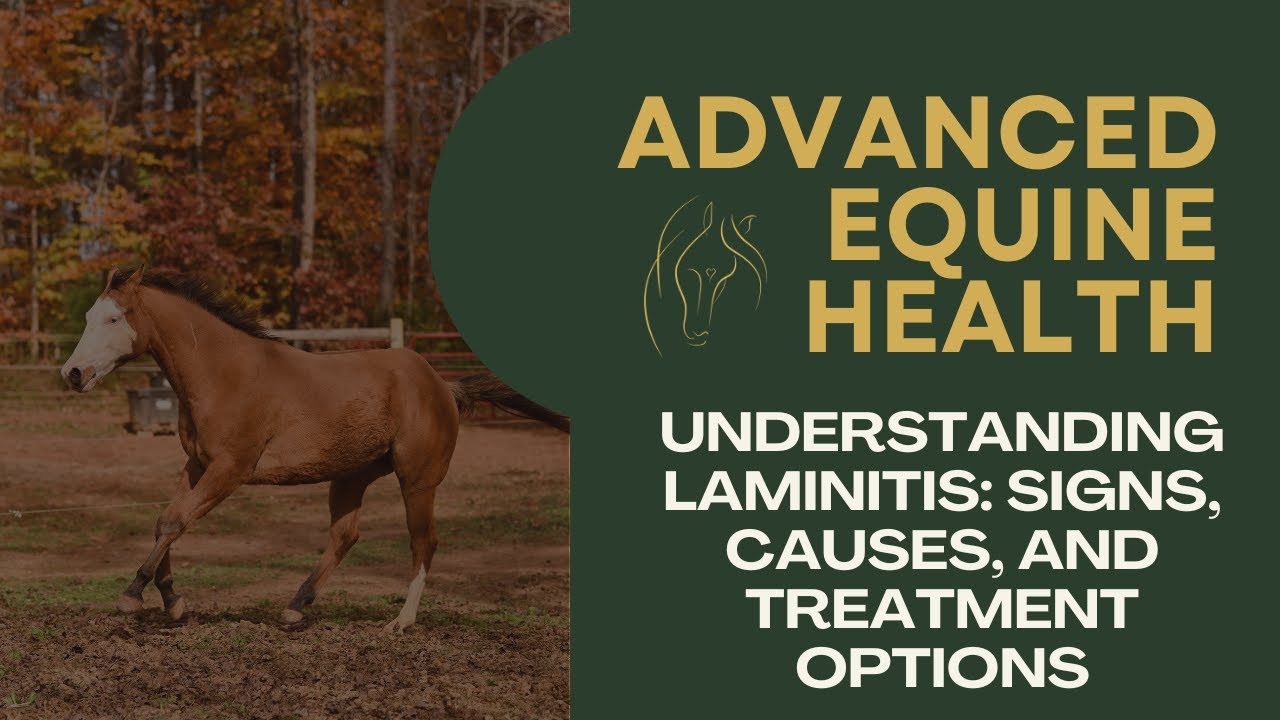 Understanding Laminitis: Signs, Causes, and Treatment Options