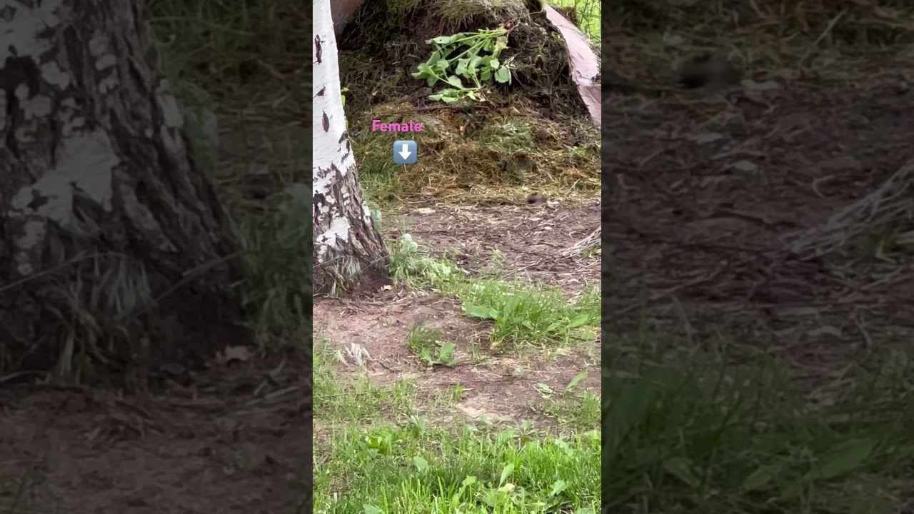 Hummingbird mating dance 