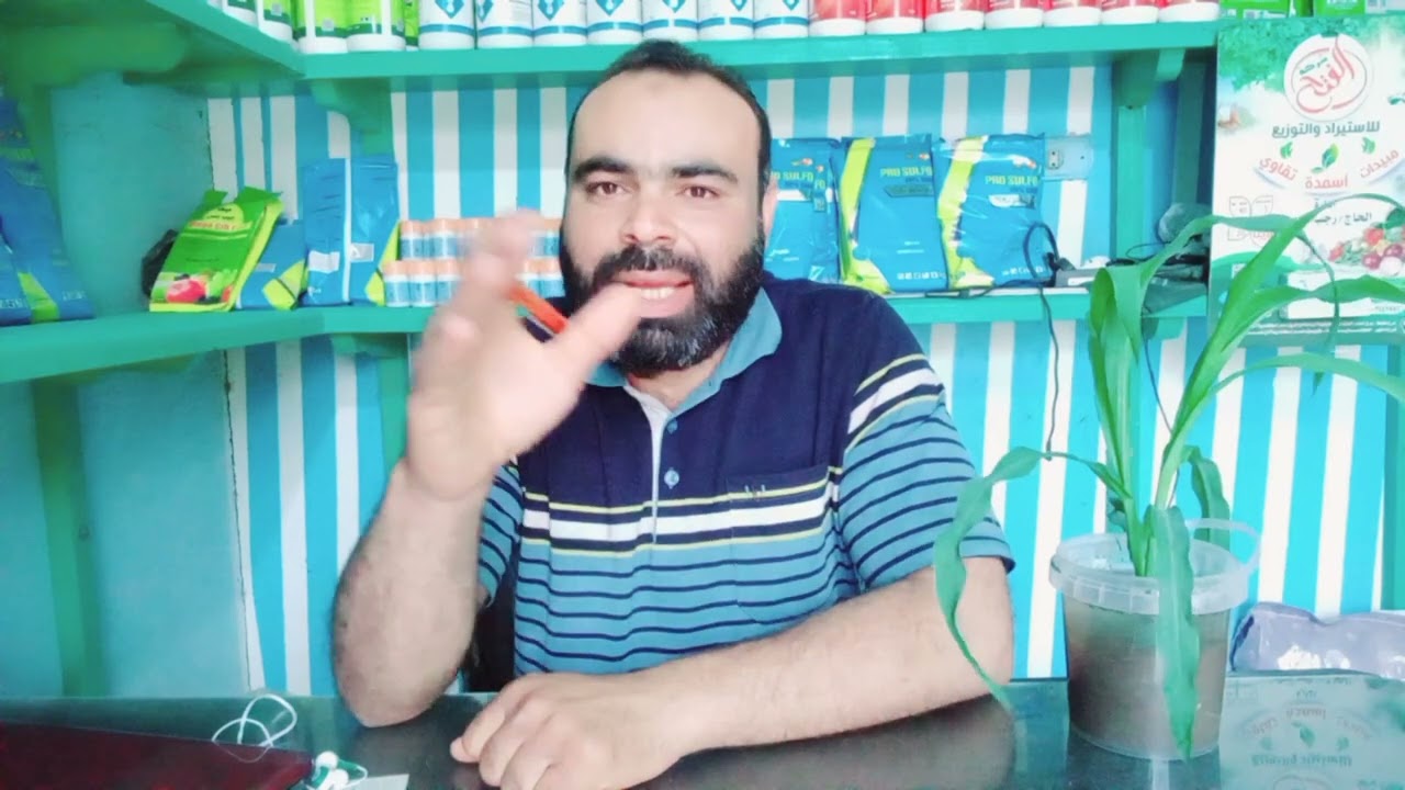 الفرق بين الهجين الفردي والهجين الثلاثي في محصول الذرة الشامية