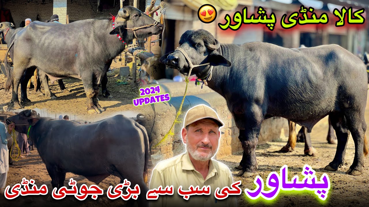 Kala Mandi Peshawar New Updates 2024 | Joti Mandi Kala | Peshawar Mandi | Khyber Social Tv