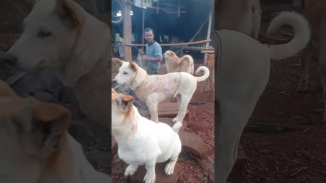 Lighting a Fire at 5 AM for My Dog, Cat & Monkey | Winter Pet Care