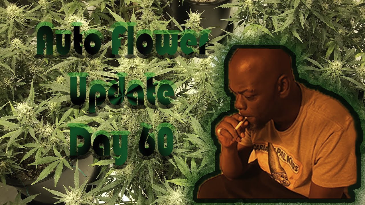 Autoflower Update Day 60- Indoor Cannabis Grow- Organic
