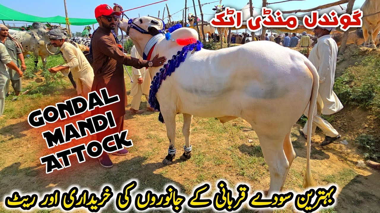 Gondal Mandi Attock Latest Update 26 May 2025 | Bhatt Chowk Mandi