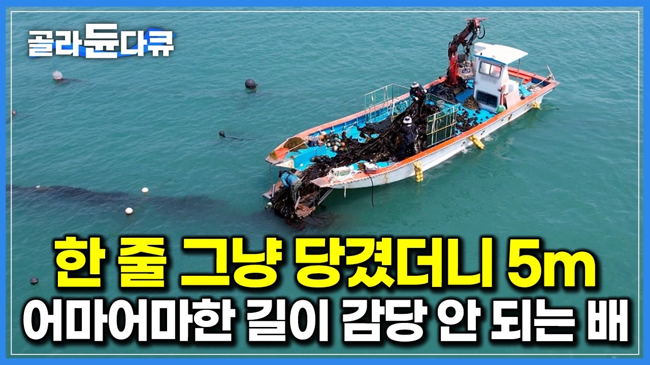 길이 5m, 무게 1.5톤! 크레인 동원해 겨우 끌어올린 통통한 놈｜’바다의 불로초’ 다시마 양식장｜섬 절반을 뒤덮은 완도 다시마 대량생산 현장｜극한직업｜#골라듄다큐