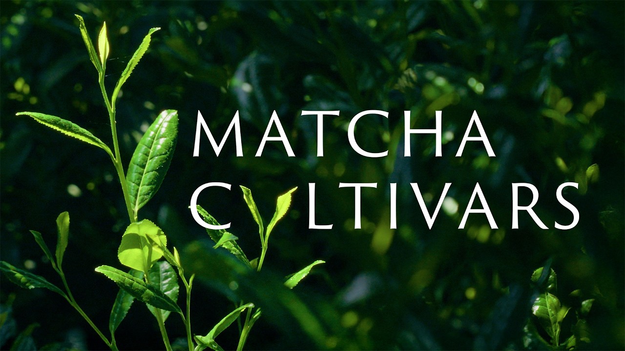 Tea Cultivars | How Modern Matcha is Grown